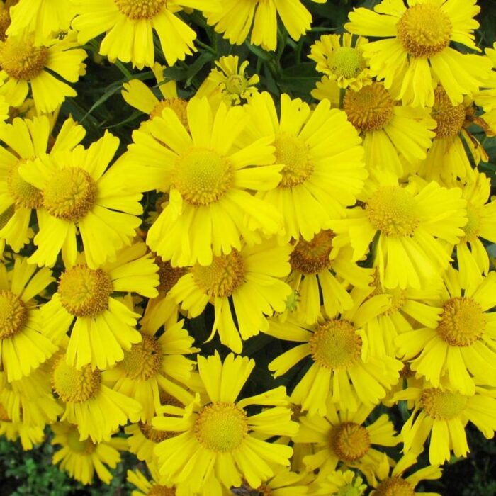 Helenium Mariachi Sombrero