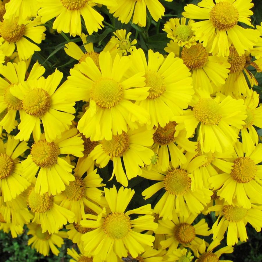 Helenium Mariachi Sombrero
