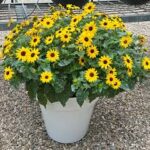 Helianthus Sunmazing