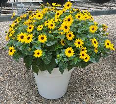 Helianthus Sunmazing