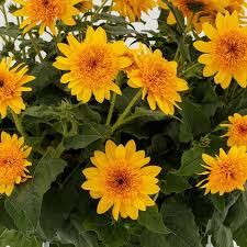 Helianthus Surfinity Double Yellow
