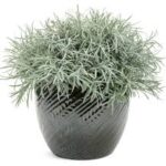 Helichrysum Icicles