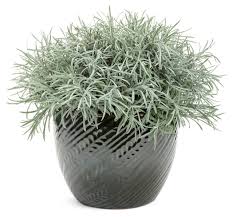 Helichrysum Icicles