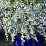 Helichrysum Licorice White