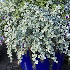 Helichrysum Licorice White