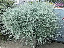Helichrysum Silver Star