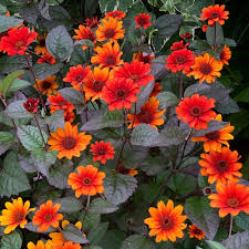 ‘Heliopsis Bleeding Heart’