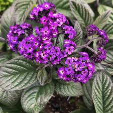Heliotrope Fragrant Delight