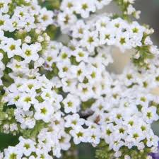 Heliotrope Marino White