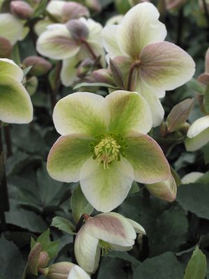 Helleborus Ivory Prince