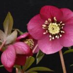Helleborus Winter Jewels Ruby Wine
