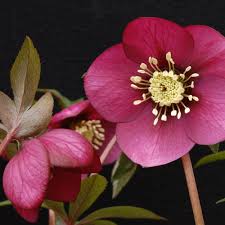 Helleborus Winter Jewels Ruby Wine