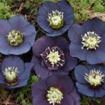 Helleborus Winter Jewels Black Diamond