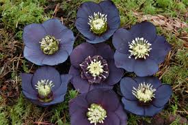 Helleborus WinterJewels Black Diamond