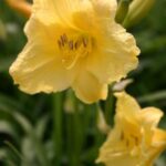 Hemerocallis Happy Returns