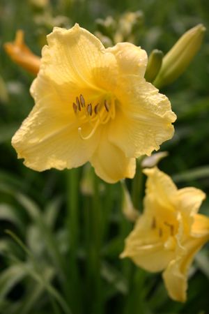Hemerocallis Happy Returns