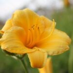 Hemerocallis Stella D'Oro