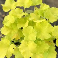 Heuchera ‘Citronelle’