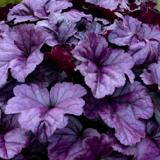 Heuchera Dolce Wildberry