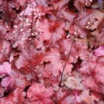 Heuchera Fire Alarm