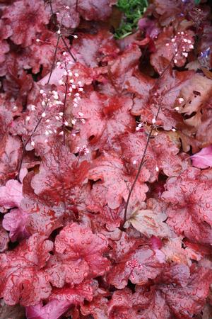 Heuchera Fire Alarm