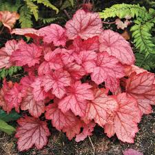 Heuchera ‘Georgia Peach’