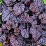 Heuchera Grape Expectations