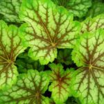 Heuchera americana Green Spice