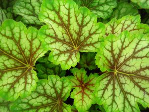 Heuchera Green Spice