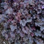 Heuchera Plum Pudding