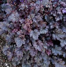Heuchera ‘Plum Pudding’