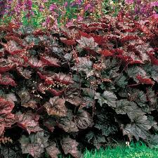 Heuchera Purple Palace