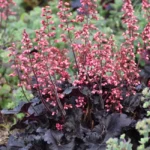 Heuchera Timeless Night