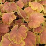 Heuchera Tiramisu
