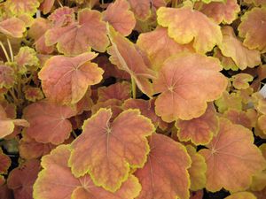 Heuchera Tiramisu