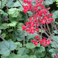 Heuchera sanguinea ‘Ruby Bells’