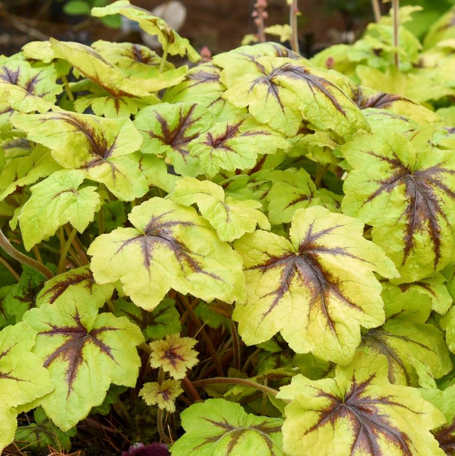 Heucherella