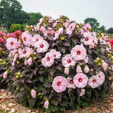 Hibiscus Dark Mystery