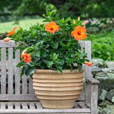 Hibiscus Tradewinds Orange Sunset Wind