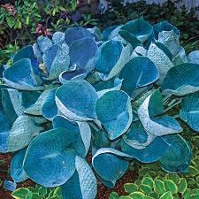 Hosta Abiqua Drinking Gourd
