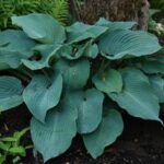 Hosta Blue Angel
