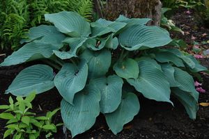 Hosta ‘Blue Angel’