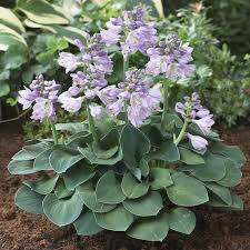 Hosta ‘Blue Mouse Ears’