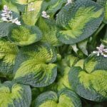 Hosta Brother Stephan