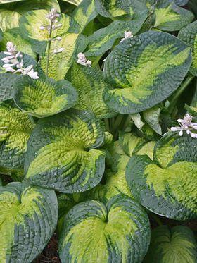 Hosta Brother Stephan
