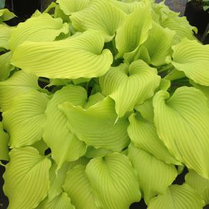 Hosta Dancing Queen