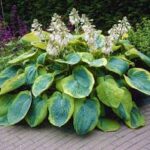 Hosta Frances Williams