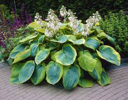 Hosta ‘Frances Williams’