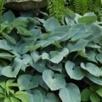 Hosta Halcyon