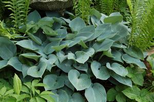 Hosta ‘Halcyon’